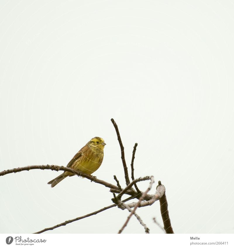 Good Morning, Friday Umwelt Natur Tier Himmel Pflanze Baum Ast Vogel Goldammer 1 hocken Blick sitzen frei hell klein natürlich niedlich gelb grau Freiheit