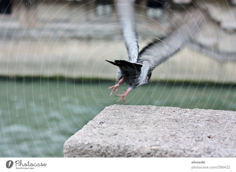 Abflug Fluss Seine Tier Vogel Taube 1 fliegen Flugangst Beginn Abheben Farbfoto Außenaufnahme Textfreiraum oben Textfreiraum unten Bewegungsunschärfe