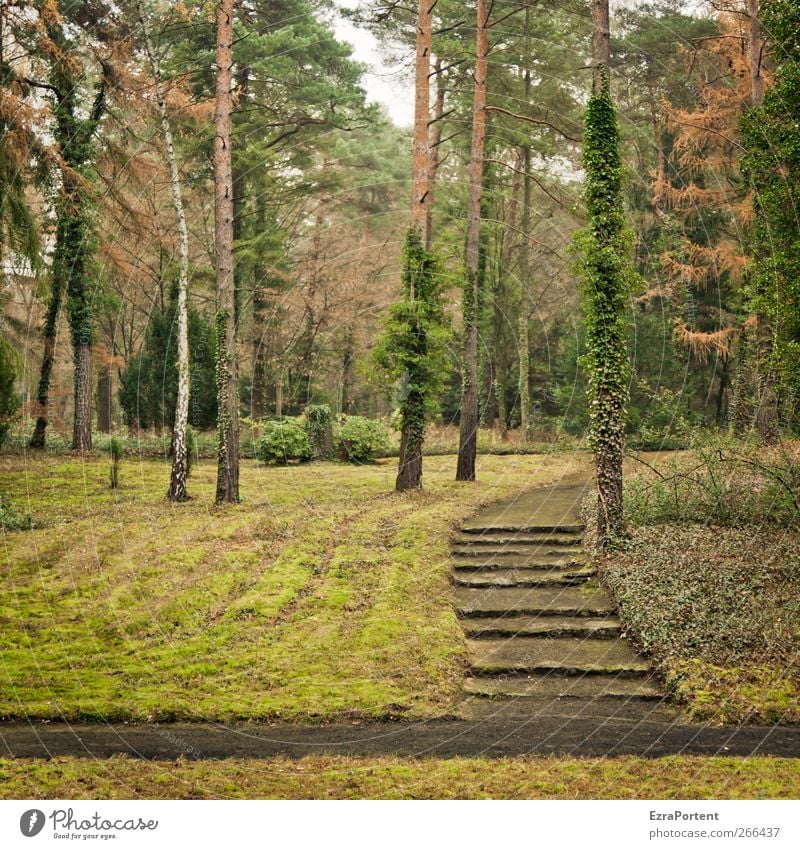 WaldWeg Umwelt Natur Landschaft Pflanze Erde Herbst Baum Gras Efeu Wiese braun gelb grau grün Rasen Wege & Pfade Fußweg Linie Quadrat Birke Kiefer Farbfoto