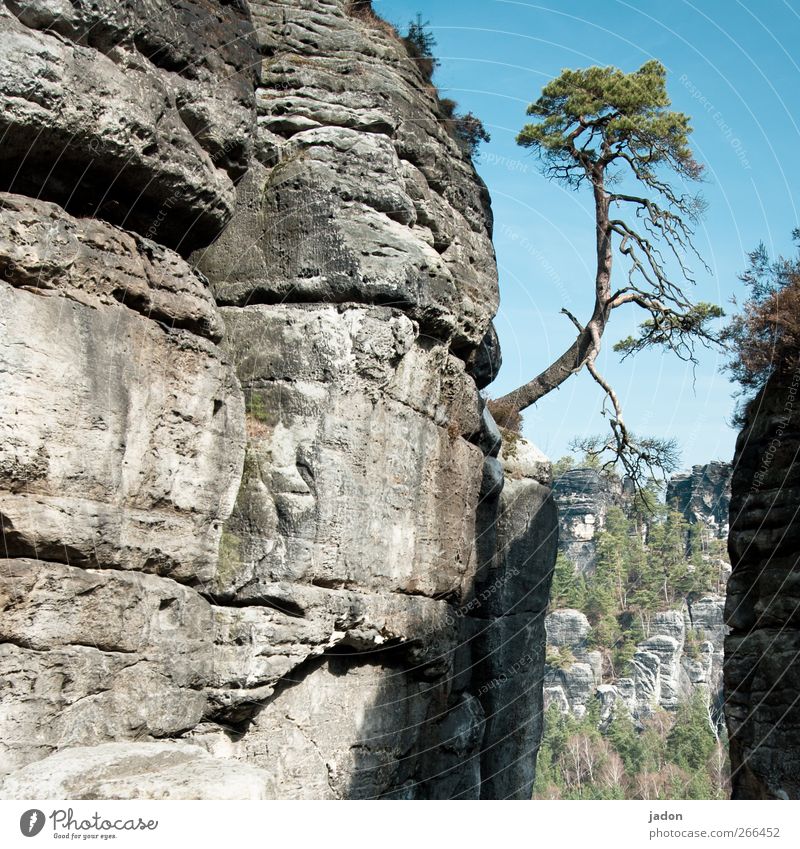 dazwischen ein baum. Klettern Bergsteigen Natur Landschaft Schönes Wetter Baum Felsen Berge u. Gebirge Elbsandsteingebirge Sächsische Schweiz Brücke natürlich