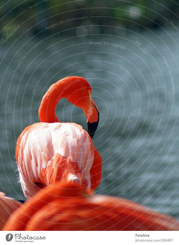 Flamingis Umwelt Natur Tier Urelemente Wasser Küste Wildtier Vogel Flamingo Flügel hell natürlich rosa orange Schnabel Feder Farbfoto mehrfarbig Außenaufnahme