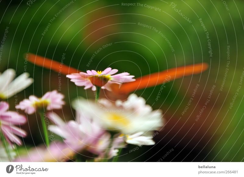 Naschen im Verborgenen Natur Pflanze Blume Gras Blatt Blüte Grünpflanze Wildpflanze Tier Wildtier Schmetterling Flügel 1 außergewöhnlich exotisch schön