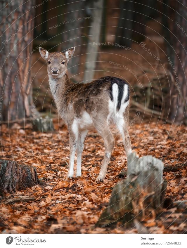 Aufmerksam Natur Tier Herbst Winter Blatt Wald Wildtier Tiergesicht Fell Pfote Zoo 1 Tierjunges Blick Damwild Reh Farbfoto Gedeckte Farben mehrfarbig