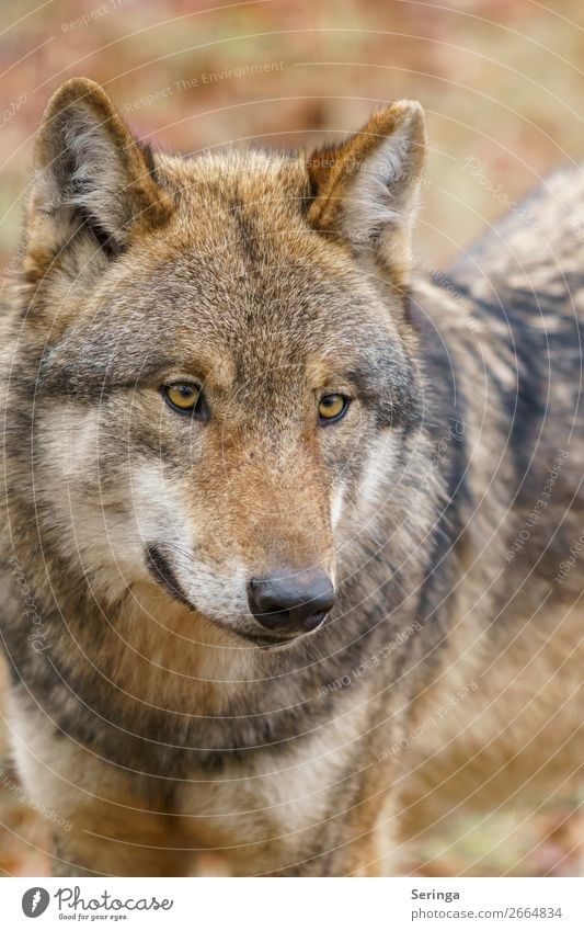 Wolf Tier Wildtier Hund Tiergesicht Fell Zoo 1 beobachten Farbfoto Gedeckte Farben mehrfarbig Außenaufnahme Detailaufnahme Menschenleer Morgendämmerung Licht