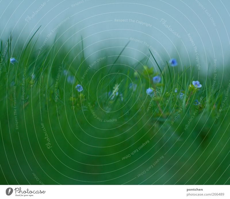 Natur Nahaufnahme von kleinen lila Blumen im Gras. Ehrenpreis grün Wiese Frühling Unschärfe violett Außenaufnahme Umwelt