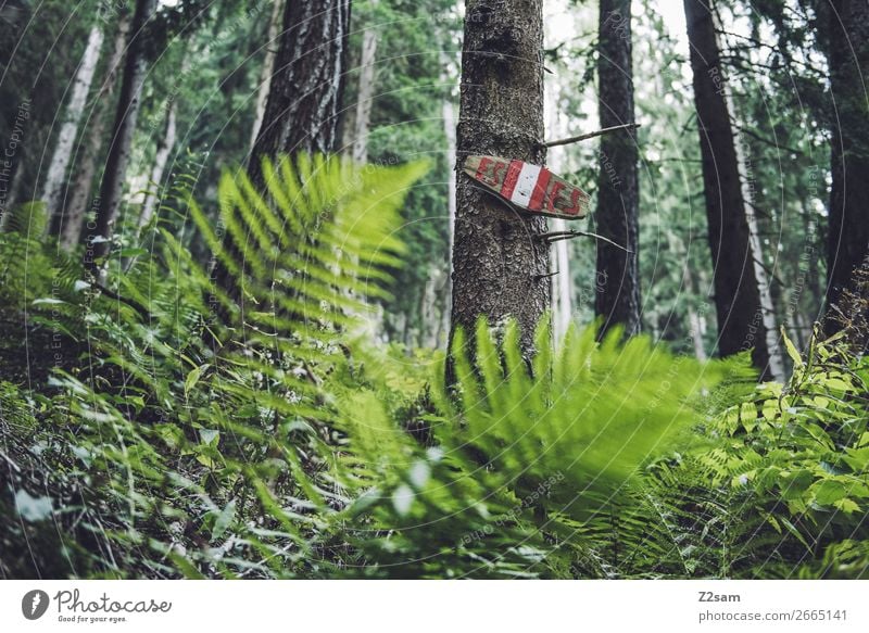 Wandermarkierung | E5 Fernwanderweg wandern Klettern Bergsteigen Natur Landschaft Sommer Schönes Wetter Sträucher Wald Alpen Berge u. Gebirge Gesundheit