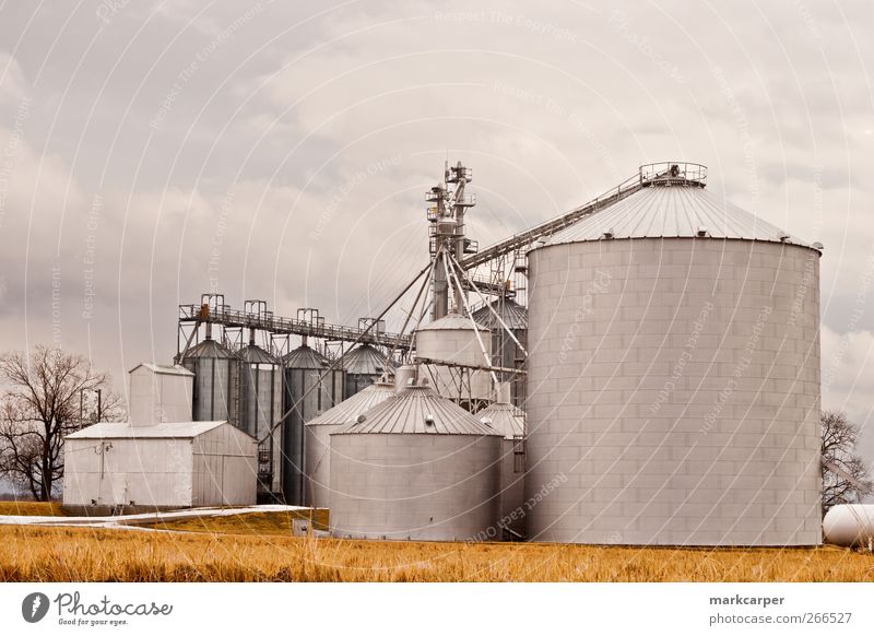 Silos auf dem Bauernhof gegen den bedeckten Himmel schön Arbeit & Erwerbstätigkeit Landschaft Wolken Herbst Beton Stahl außergewöhnlich groß gold Luzerne