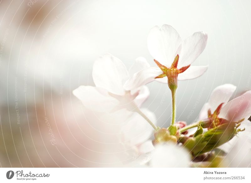 Don't hide behind Natur Frühling Blüte Kirschblüten Blühend ästhetisch grün rosa weiß Frühlingsgefühle Beginn Gefühle Idylle Farbfoto Gedeckte Farben