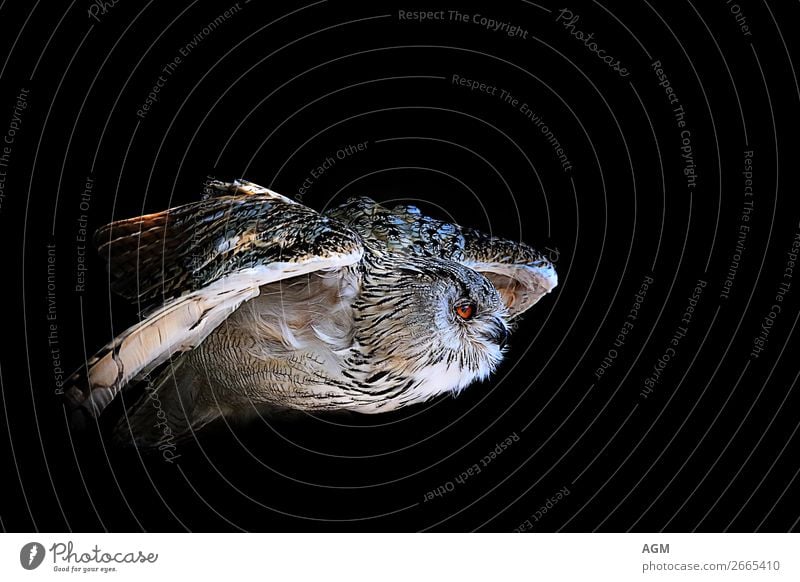 Eule im Flug vor schwarzem Hintergrund Tier Wildtier Vogel 1 fliegen Jagd ästhetisch dunkel nah Geschwindigkeit wild Lebensfreude Kraft Weisheit Bewegung