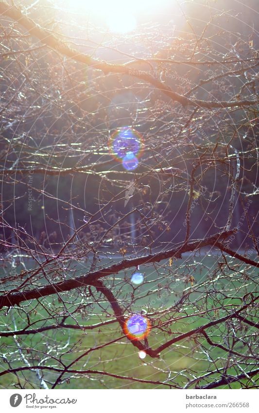 Frühlingsfest im Wald Landschaft Sonnenaufgang Sonnenuntergang Baum Feld leuchten ästhetisch Fröhlichkeit hell Stimmung Lebensfreude Frühlingsgefühle