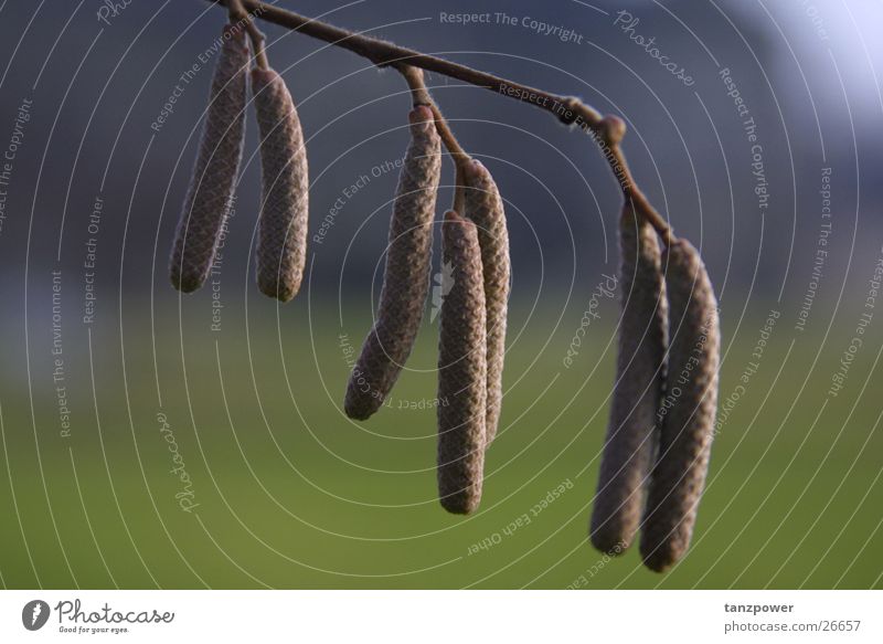 Früchte der Natur Tiefenschärfe Detailaufnahme nahaufname großer garten