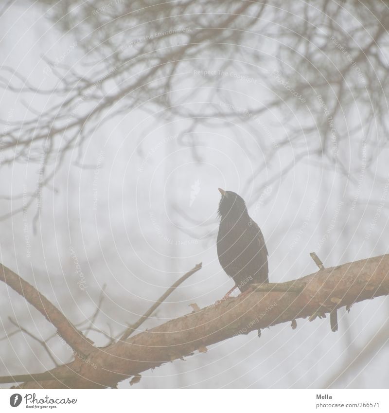 To be a star Umwelt Natur Tier Nebel Pflanze Ast Vogel Star 1 Brunft hocken sitzen frei natürlich trist grau Freiheit singen Gezwitscher Farbfoto Menschenleer