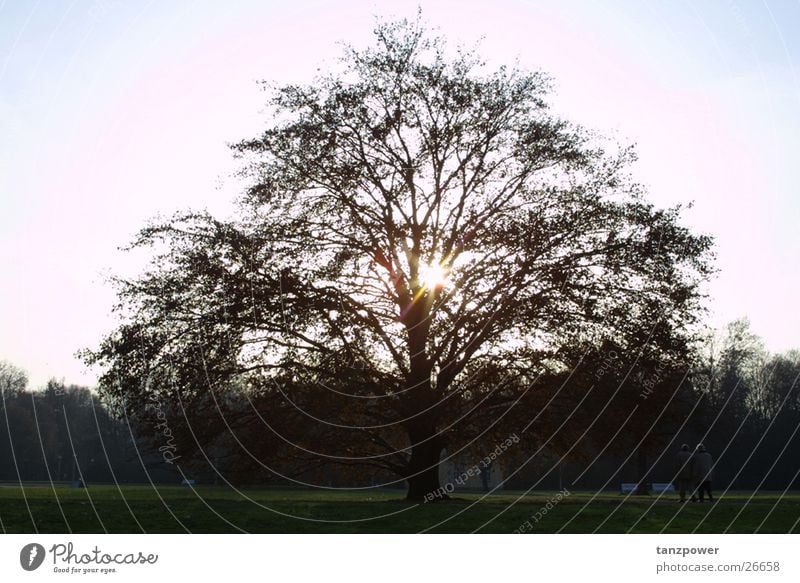 Erleuchtung Baum Gegenlicht Erkenntnis Großer Garten Sonne