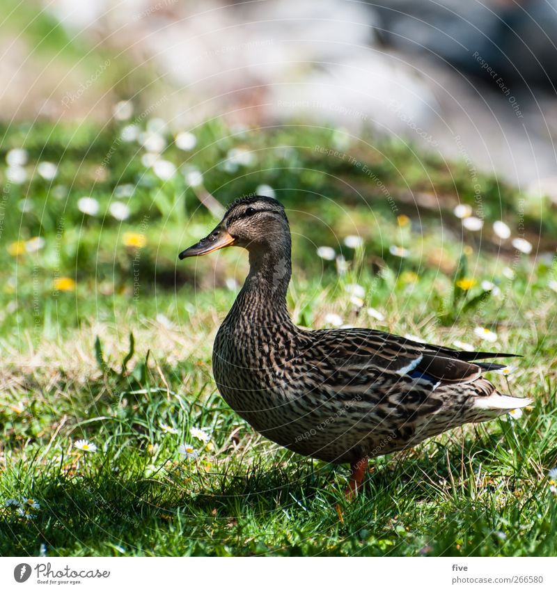 duck Natur Sonne Schönes Wetter Pflanze Blume Gras Sträucher Grünpflanze Garten Park Wiese Tier Ente 1 Blick stehen Neugier weich Farbfoto Außenaufnahme Tag