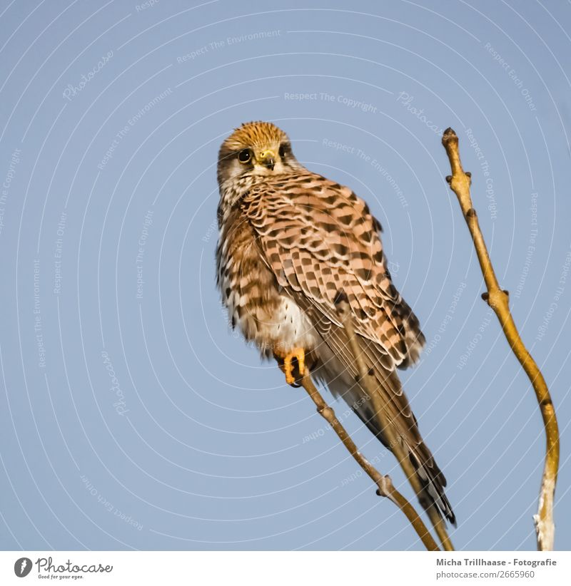 Falke im Baum Umwelt Natur Tier Himmel Sonnenlicht Schönes Wetter Wildtier Vogel Tiergesicht Flügel Krallen Falken Greifvogel Schnabel Feder Auge 1 beobachten