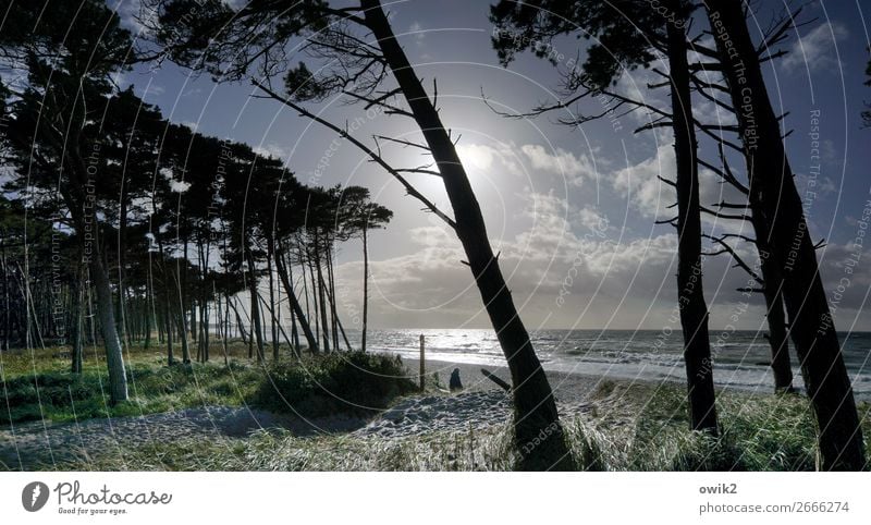 Krummholz Ausflug Ferne Umwelt Natur Landschaft Pflanze Wasser Himmel Wolken Horizont Schönes Wetter Baum Gras Sträucher Windflüchter Wald Küste Strand Ostsee