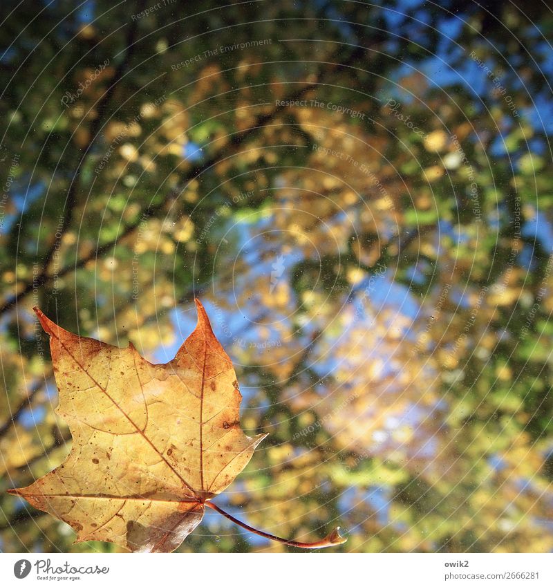 Blattwerk Umwelt Natur Landschaft Pflanze Wolkenloser Himmel Herbst Schönes Wetter Ahornblatt Laubwald Laubbaum Blätterdach leuchten nah natürlich blau gelb