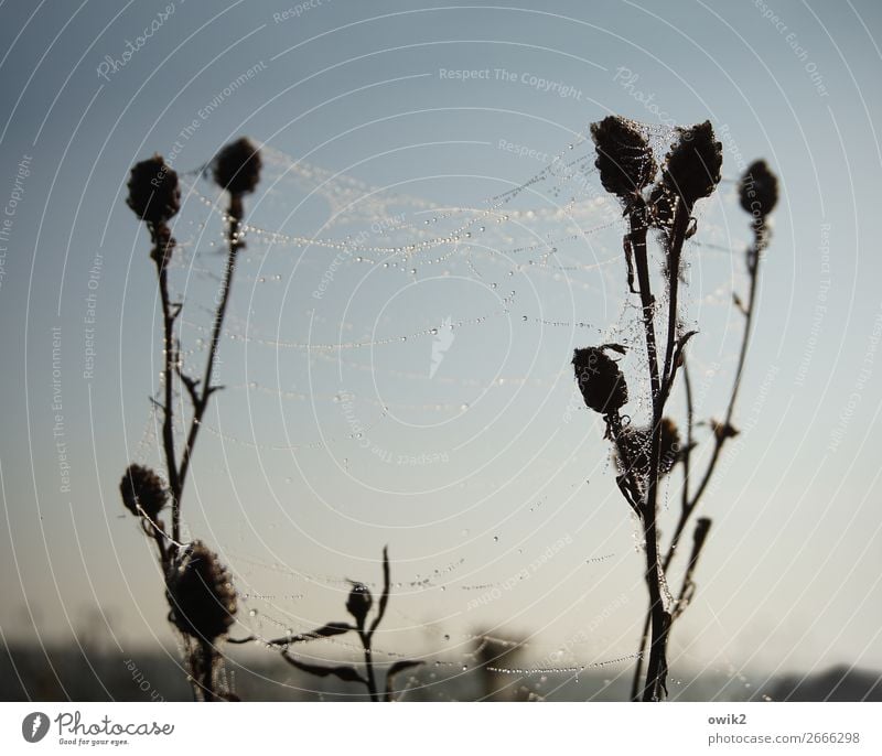 Hängematte Umwelt Natur Landschaft Pflanze Tier Wassertropfen Wolkenloser Himmel Horizont Schönes Wetter Sträucher Wildpflanze Distel Spinngewebe Spinnennetz