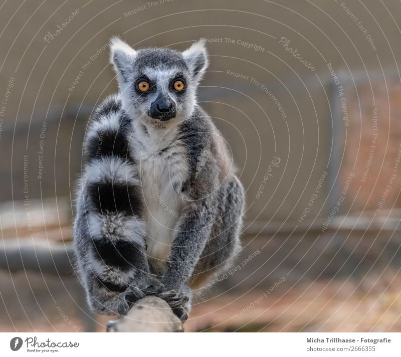 Affe mit Schal Natur Tier Sonnenlicht Wildtier Tiergesicht Fell Pfote Affen Katta Halbaffen Schwanz Auge 1 beobachten frieren glänzend Blick sitzen kuschlig nah