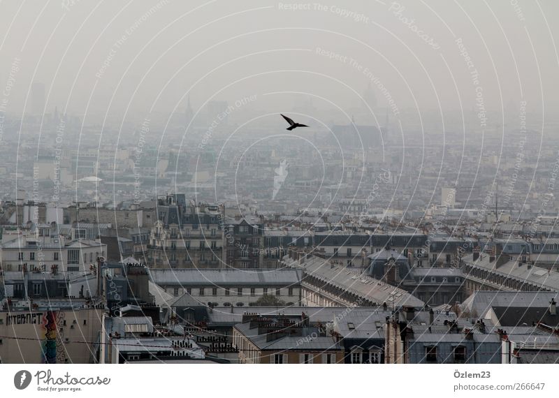 fly Luft Wolkenloser Himmel schlechtes Wetter Hauptstadt Haus Vogel 1 Tier fliegen Ferne Zufriedenheit Leben Gedeckte Farben Außenaufnahme Tag