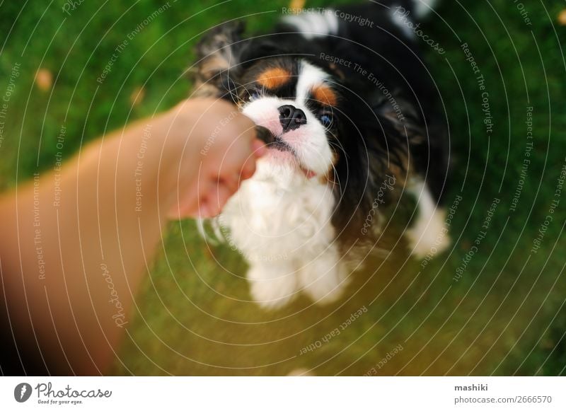 Hund spielt mit seinem Besitzer mit Spielzeug Freude Glück schön Erholung Spielen Ferien & Urlaub & Reisen Freiheit Sommer Garten Natur Tier Gras Park Haustier