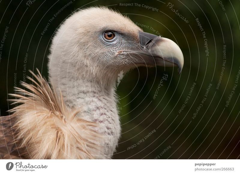 Geier Tier Vogel Tiergesicht 1 Tierjunges braun GŠnsegeier Tag Au§enaufnahme Ein Tier Feder Greifvogel Aasfresser Querformat Gro§vogel Altweltgeier Warme Farbe