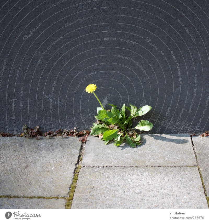 Löwenzahn Umwelt Pflanze Sonne Sonnenlicht Frühling Sommer Schönes Wetter Blume Blatt Blüte Unkraut Stadt Stadtrand Haus Gebäude Mauer Wand Fassade Wege & Pfade