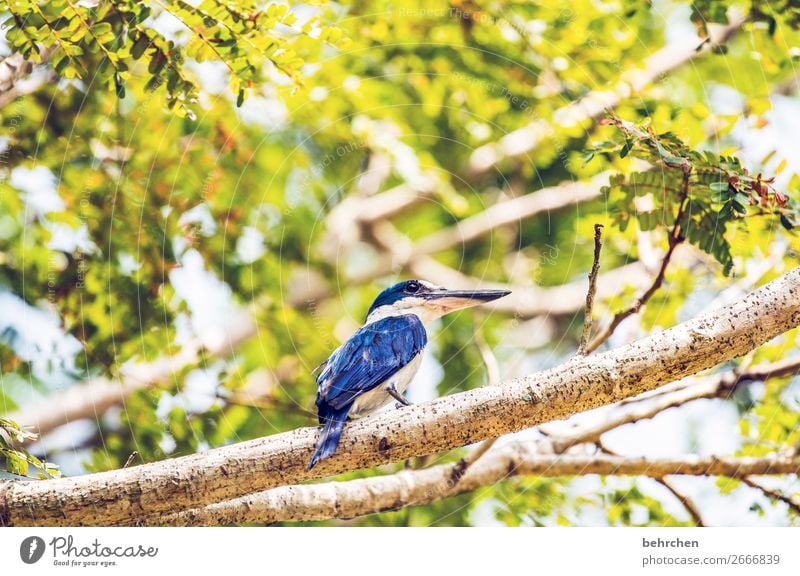 lieblingsvogel Ferien & Urlaub & Reisen Tourismus Ausflug Abenteuer Ferne Freiheit Natur Baum Garten Fluss Wildtier Vogel Tiergesicht Flügel Schnabel kingfisher