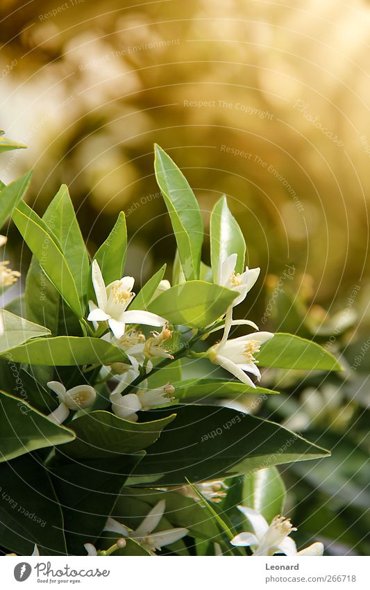 Orangenblosson Natur Pflanze Frühling Baum Blume Blatt Blüte Grünpflanze Nutzpflanze Obstbaum Blühend Wachstum Duft Gesundheit frisch natürlich schön braun