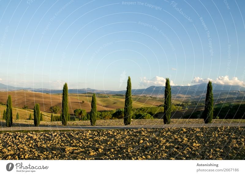 die Wächter der Landschaft Umwelt Natur Pflanze Erde Himmel Wolken Horizont Sommer Wetter Schönes Wetter Baum Zypresse Wiese Feld Wald Hügel Toskana Italien