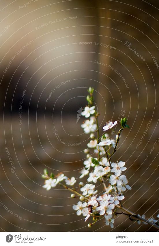 Frühlingsversprechen Umwelt Natur Pflanze Schönes Wetter Wärme Baum Blume Blüte braun weiß Baumblüte Zweige u. Äste verzweigt hell dunkel Blattknospe Blättchen