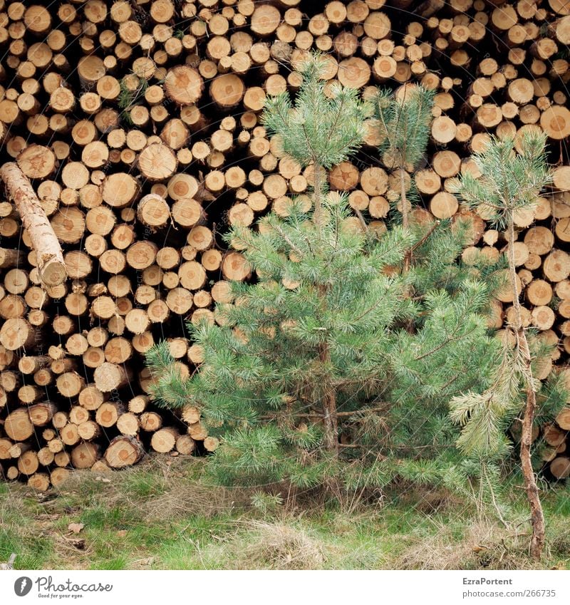 vorher/nachher Umwelt Natur Pflanze Baum Gras Nutzpflanze Wald Holz braun gelb grün Kiefer Baumstamm Abholzung vergleichen rund Quadrat Stapel fällen Farbfoto