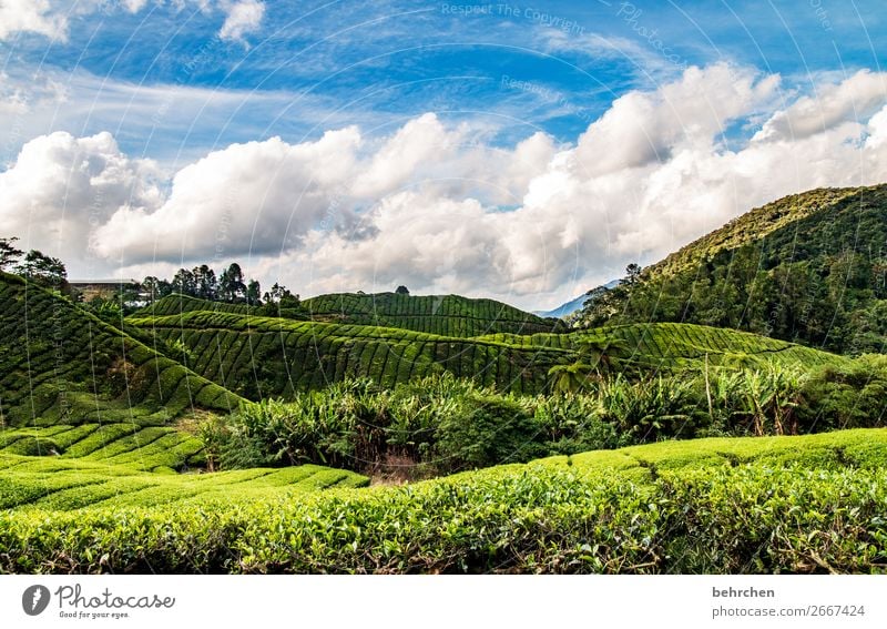 für teegenießer... Ferien & Urlaub & Reisen Tourismus Ausflug Abenteuer Ferne Freiheit Natur Landschaft Himmel Wolken Klimawandel Pflanze Baum Sträucher Blatt