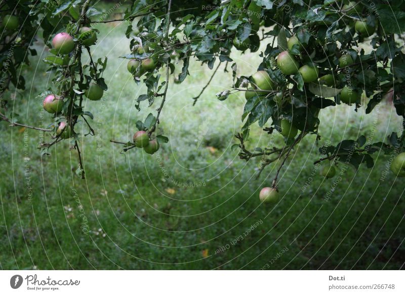 viertel vor vollreif Frucht Apfel Natur Pflanze Sommer Baum Gras Garten grün Idylle Obstgarten ernten Blatt verwildert Farbfoto Gedeckte Farben Außenaufnahme