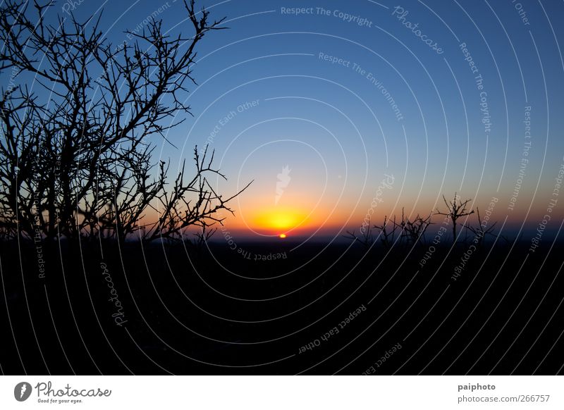 Sonnenaufgang und Dornen blau Sträucher Klarer Himmel Wüste Landschaft negativ rot Silhouette Stachel stachelig gelb