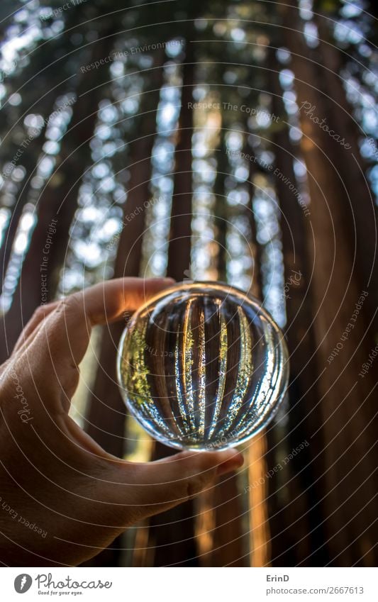 Hohe riesige Mammutwaldbäume in Glaskugel Design schön Erholung Ferien & Urlaub & Reisen Berge u. Gebirge Umwelt Natur Landschaft Baum Wald Kugel Globus