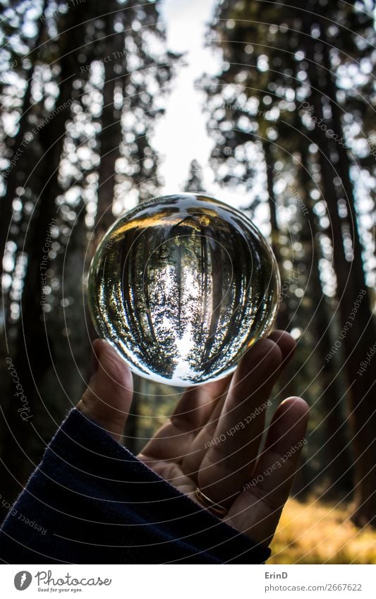 Hohe Waldbäume in Glaskugelreflexion schön Erholung ruhig Ferien & Urlaub & Reisen Tourismus Berge u. Gebirge Umwelt Natur Landschaft Baum Wiese Kugel Globus