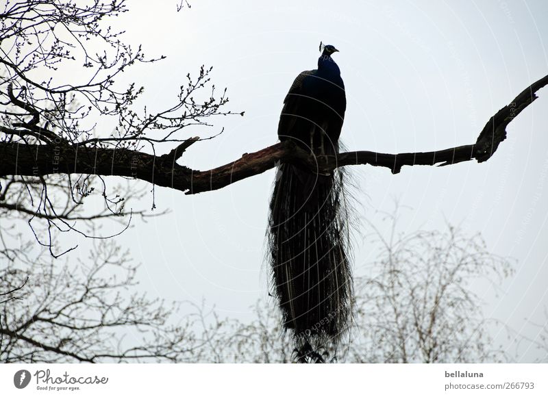 Den Überblick behalten Natur Wolkenloser Himmel Baum Tier Wildtier Vogel Flügel 1 sitzen ästhetisch sportlich exotisch frei schön Pfau Ast Zweige u. Äste