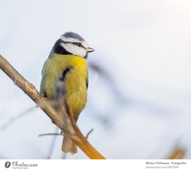 Blaumeise auf einem Zweig Umwelt Natur Tier Himmel Sonnenlicht Schönes Wetter Baum Wildtier Vogel Tiergesicht Flügel Krallen Meisen Schnabel Feder 1 beobachten