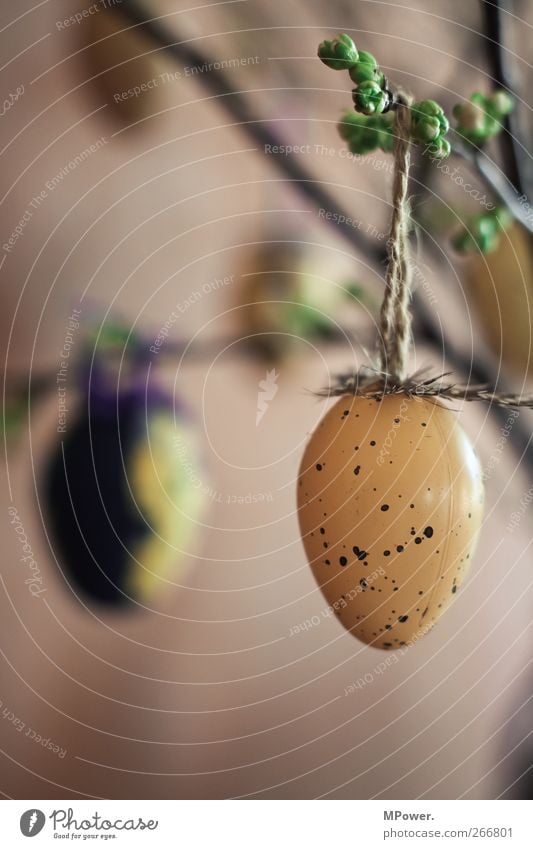 zuspätkommer Pflanze Blüte Wärme Ostern Osterei Blumenstrauß Dekoration & Verzierung Schmuck Ei gepunktet Feder braun Tradition hängen Farbfoto Detailaufnahme