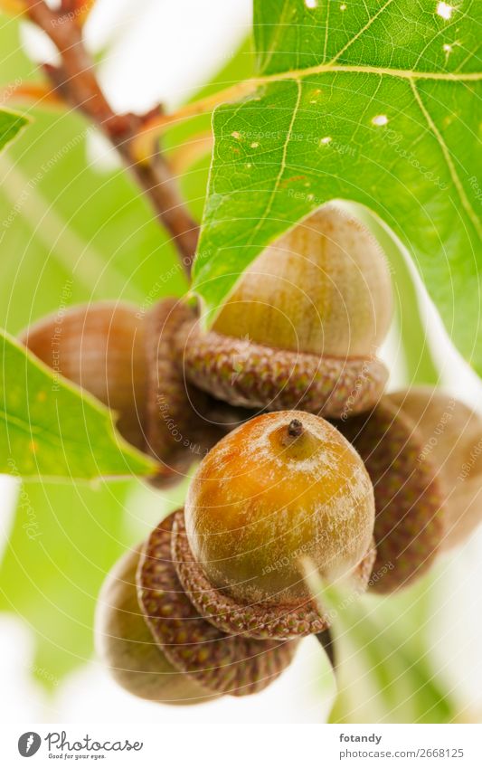 acorns on a twig with leaves on white Background Natur Pflanze Herbst Baum Wildpflanze Holz natürlich braun grün weiß Stillleben planen nutty Zweig