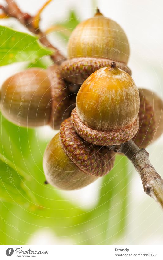 five acorns on a twig vertical on white Background Natur Pflanze Baum natürlich rund Spitze nutty Eicheln Zweig vertikal Frucht Samen Studioaufnahme grün Herbst