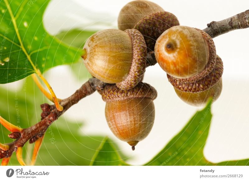 twig with acorns on white Background Natur Pflanze Baum Wildpflanze gleich Stillleben planen Nut nutty Studioaufnahme Studiobeleuchtung Zweig Eicheln Frucht