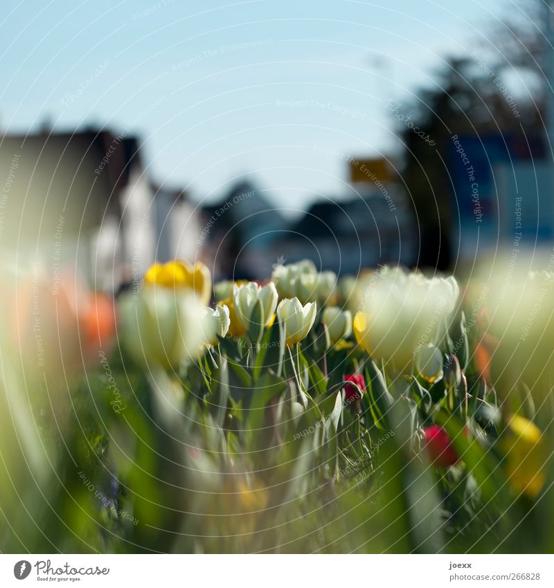 Vorstadtblühen Umwelt Himmel Frühling Schönes Wetter Tulpe Park Dorf Haus schön Stadt Wärme blau mehrfarbig gelb rot weiß Idylle Frühlingsblühen