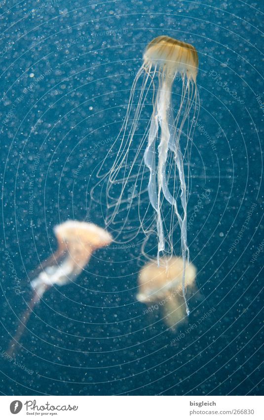 Tiefseetaucher I Wasser Meer Aquarium Qualle 3 Tier Schwimmen & Baden blau Tentakel Farbfoto Unterwasseraufnahme Menschenleer Kunstlicht Schwache Tiefenschärfe