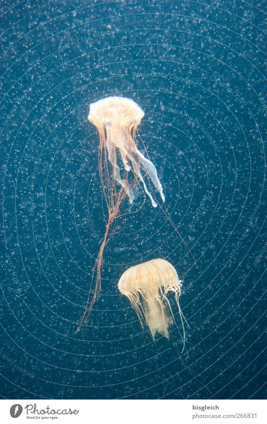 Tiefseetaucher II Wasser Meer Tier Qualle Aquarium 2 Schwimmen & Baden blau Tentakel Farbfoto Unterwasseraufnahme Menschenleer Kunstlicht Schwache Tiefenschärfe