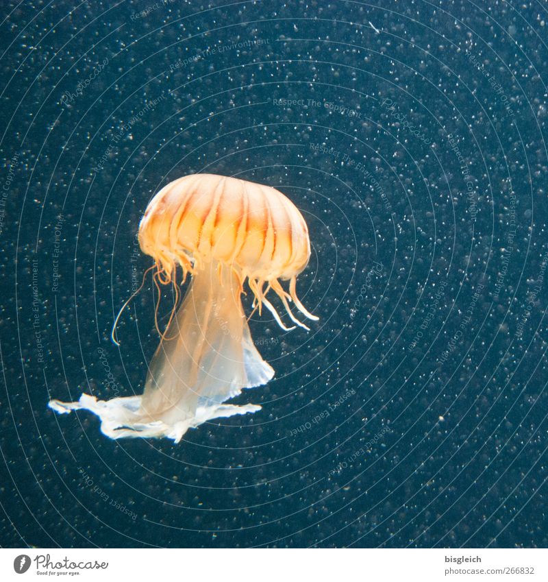 Tiefseetaucher III Wasser Meer Tier Qualle Aquarium 1 Schwimmen & Baden blau Tentakel Farbfoto Unterwasseraufnahme Menschenleer Textfreiraum rechts