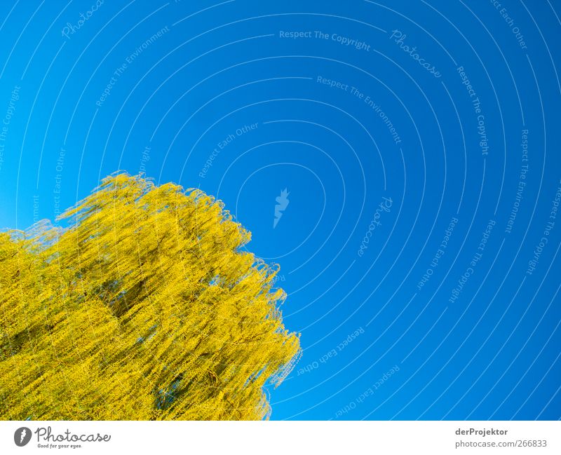 Gelbe Luftqualle Umwelt Natur Sonne Schönes Wetter Baum Garten Park elegant schön blau gelb grün Trauerweide Farbfoto Textfreiraum rechts Textfreiraum oben Tag