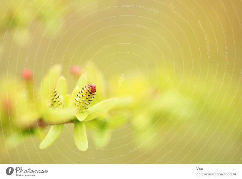 leicht Natur Pflanze Frühling Sträucher Blatt Zweig Blütenknospen Garten frisch hell schön Wärme weich gelb grün rot Farbfoto Gedeckte Farben Außenaufnahme