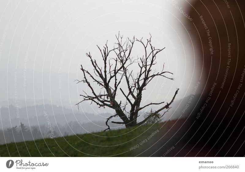 Baumgrenze Mensch Kopf 1 Umwelt Natur Landschaft Himmel Wolken Klima Wetter Pflanze Park Feld Hügel Berge u. Gebirge alt trist Tod Schwarzwald